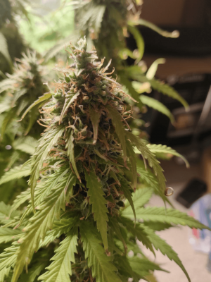 1682438495969.png 1682438495969.png