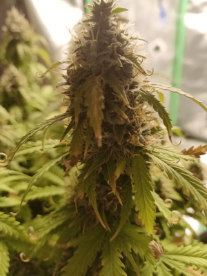 1682438510827.png 1682438510827.png