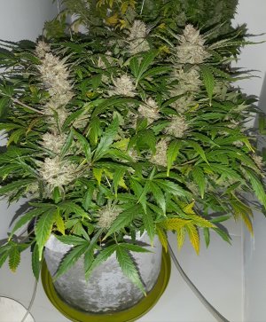 20230426_090746.jpg 20230426_090746.jpg