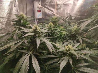 IMG_20230426_114110_034.jpg IMG_20230426_114110_034.jpg