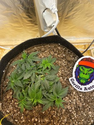 vOAOnXFgyZY.jpg vOAOnXFgyZY.jpg