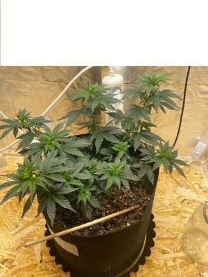 dkYMDq5fvtk.jpg dkYMDq5fvtk.jpg