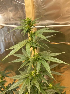 Q68CCCHaykc.jpg Q68CCCHaykc.jpg