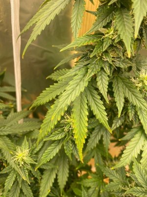 CaGGBgnOBgI.jpg CaGGBgnOBgI.jpg