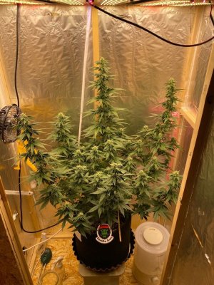 Zd-dtoN4qd4.jpg Zd-dtoN4qd4.jpg