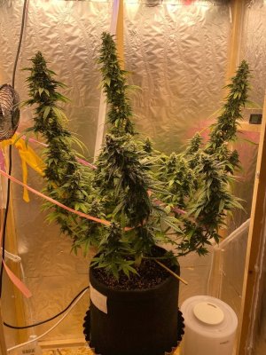 5C_5AzTcdoc.jpg 5C_5AzTcdoc.jpg