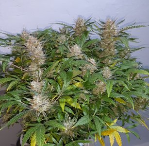 20230426_180025.jpg 20230426_180025.jpg