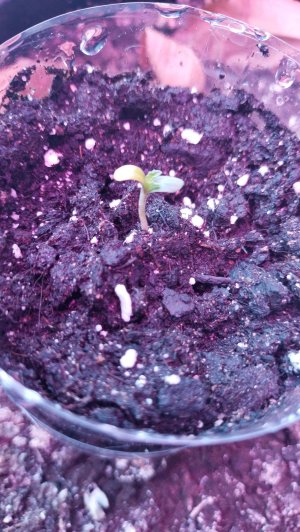 IMG_20230427_165020.jpg IMG_20230427_165020.jpg