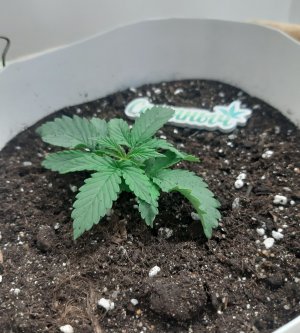 20230430_075029.jpg 20230430_075029.jpg