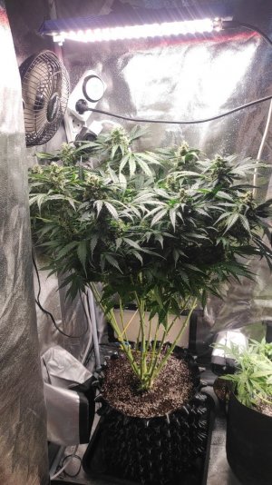 IMG_20230502_182729_319.jpg IMG_20230502_182729_319.jpg