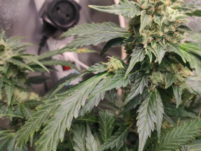 IMG_20230505_122220_719.jpg IMG_20230505_122220_719.jpg