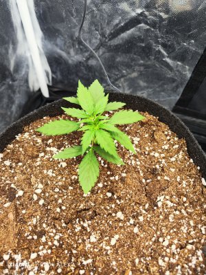 IMG_20230508_111811.jpg IMG_20230508_111811.jpg