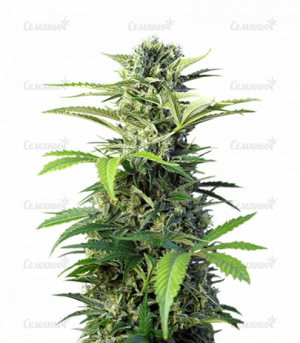 1683540751885.png 1683540751885.png