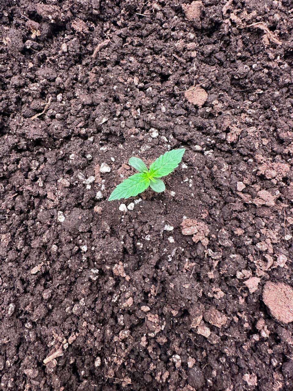 ACCBA4DB-924D-486C-B632-602A254A8136.jpeg ACCBA4DB-924D-486C-B632-602A254A8136.jpeg