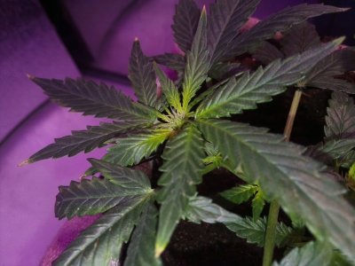 IMG_20230511_065127.jpg IMG_20230511_065127.jpg