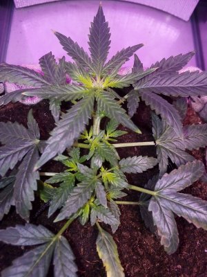 IMG_20230511_065059.jpg IMG_20230511_065059.jpg