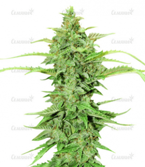 1683835213197.png 1683835213197.png