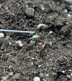 20230512_105556.jpg 20230512_105556.jpg