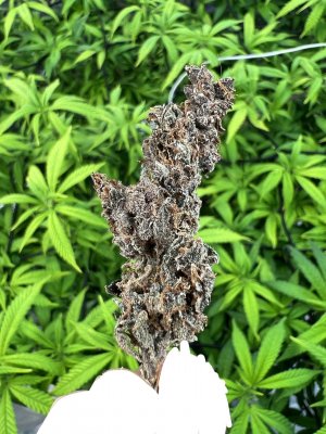 9D04D3F9-4BAA-477F-8206-8CFC9B0EFED8.jpeg 9D04D3F9-4BAA-477F-8206-8CFC9B0EFED8.jpeg