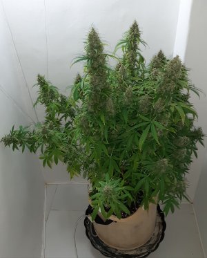 20230513_101914.jpg 20230513_101914.jpg