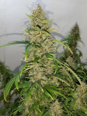 20230513_101739.jpg 20230513_101739.jpg