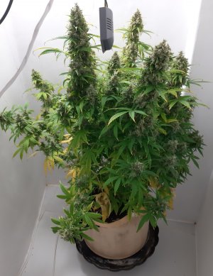 20230513_110344.jpg 20230513_110344.jpg