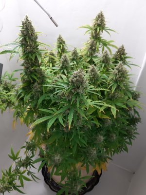 20230513_110329.jpg 20230513_110329.jpg