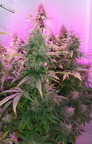 20230513_104702.jpg 20230513_104702.jpg