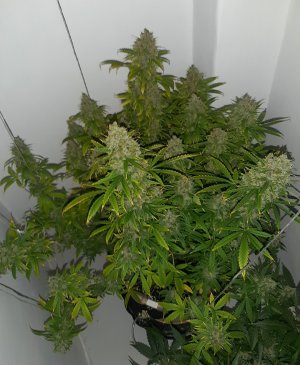 20230514_081804.jpg 20230514_081804.jpg