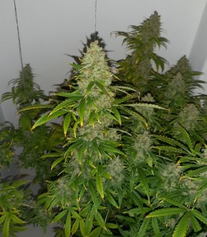 20230514_081748.jpg 20230514_081748.jpg