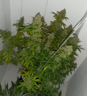 20230514_101644.jpg 20230514_101644.jpg