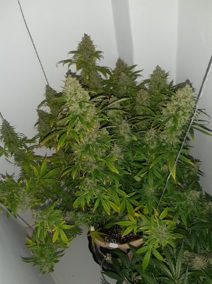 20230514_101618.jpg 20230514_101618.jpg