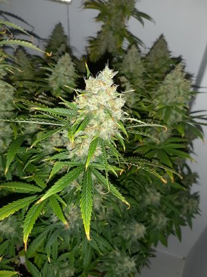 20230514_101534.jpg 20230514_101534.jpg