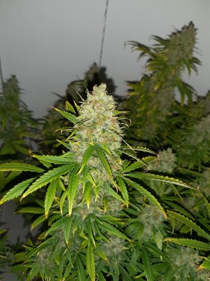 20230514_101553.jpg 20230514_101553.jpg