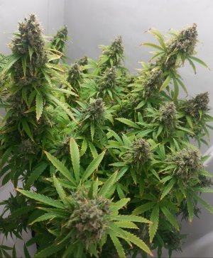 20230514_103133.jpg 20230514_103133.jpg