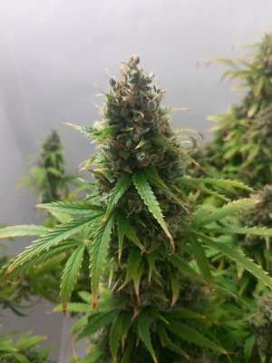 20230514_103215.jpg 20230514_103215.jpg