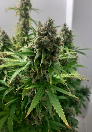 20230514_103202.jpg 20230514_103202.jpg