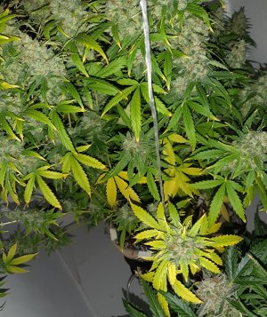 20230515_164426.jpg 20230515_164426.jpg