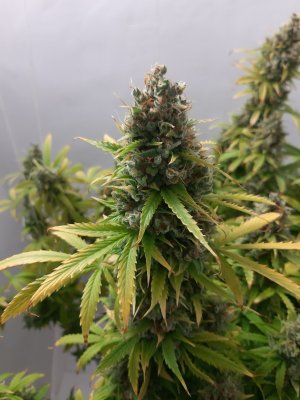 20230515_170005.jpg 20230515_170005.jpg