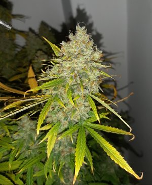 20230516_181138.jpg 20230516_181138.jpg