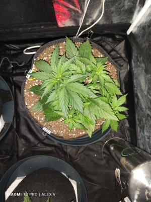 IMG_20230513_105641.jpg IMG_20230513_105641.jpg