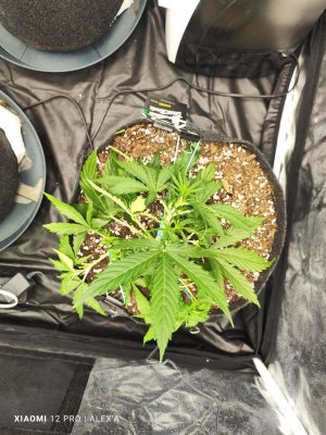 IMG_20230516_182835.jpg IMG_20230516_182835.jpg