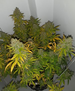 20230517_154305.jpg 20230517_154305.jpg