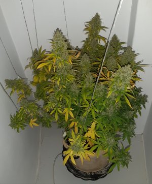 20230517_154246.jpg 20230517_154246.jpg