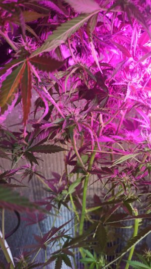 IMG_2023_05_19_18_38_12_8662633882138063284607.jpg IMG_2023_05_19_18_38_12_8662633882138063284607.jpg