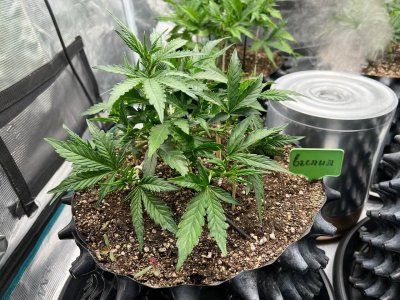 624AB9B4-205E-4653-94D0-34EE3E8879B9.jpeg 624AB9B4-205E-4653-94D0-34EE3E8879B9.jpeg