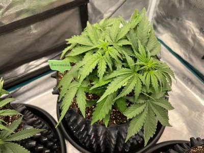 502629BF-8772-449A-ACC9-CA632124D7AD.jpeg 502629BF-8772-449A-ACC9-CA632124D7AD.jpeg