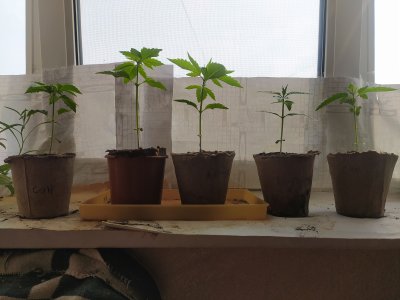 IMG_20230523_162109.jpg IMG_20230523_162109.jpg