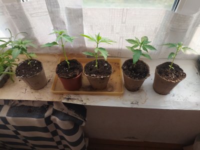 IMG_20230523_162136.jpg IMG_20230523_162136.jpg