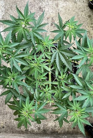 1753B167-88B1-429D-B5C8-D24D237458A5.jpeg 1753B167-88B1-429D-B5C8-D24D237458A5.jpeg